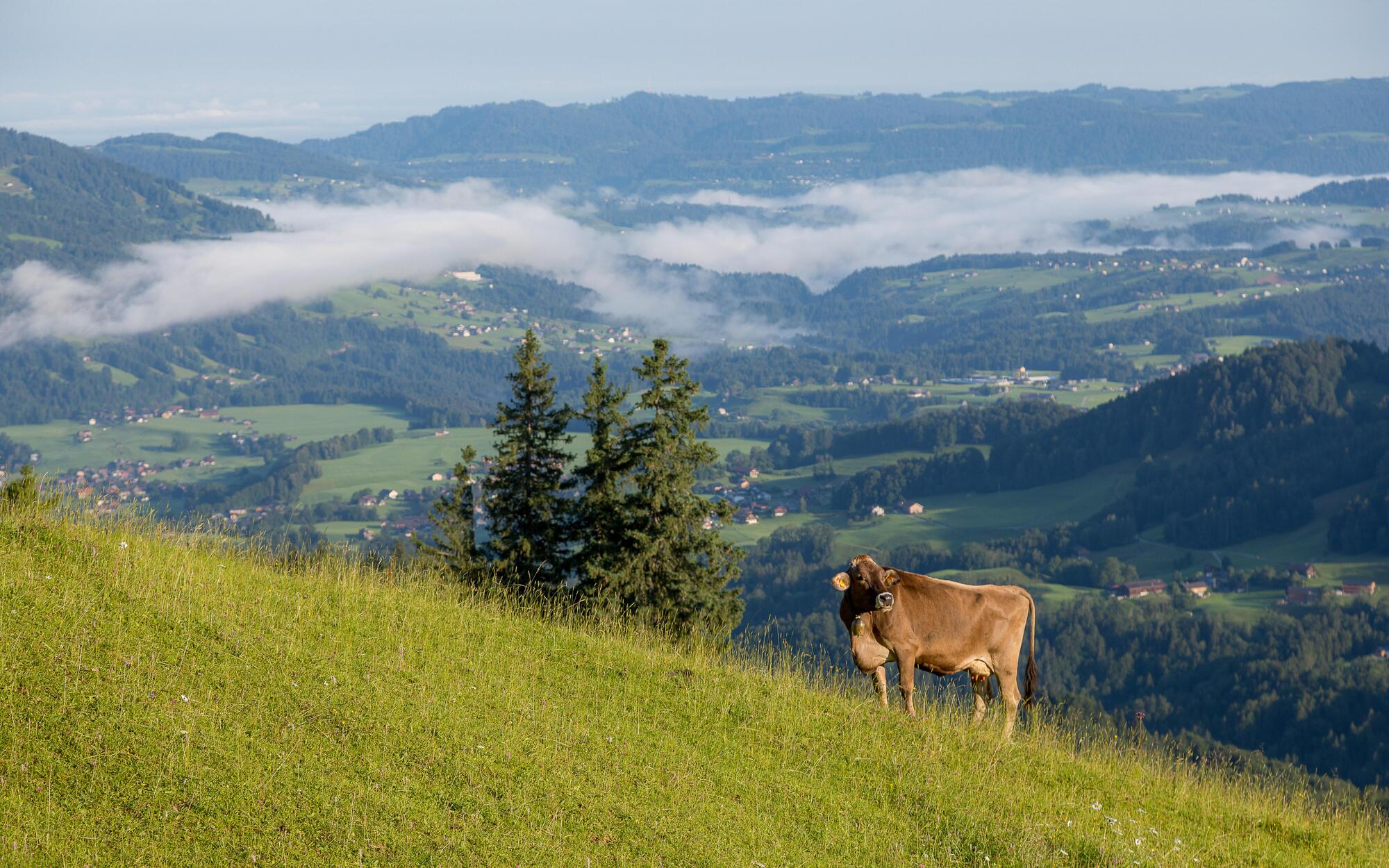 Kuh auf einer Alpe